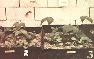 Proof that organic hydroponics works. Beans on left were raised in a water extract of rabbit manure,chicken manure, earthworm castings (manure), and wood ashes . . . while plants on right received Hyponex commercial nutrient solution.